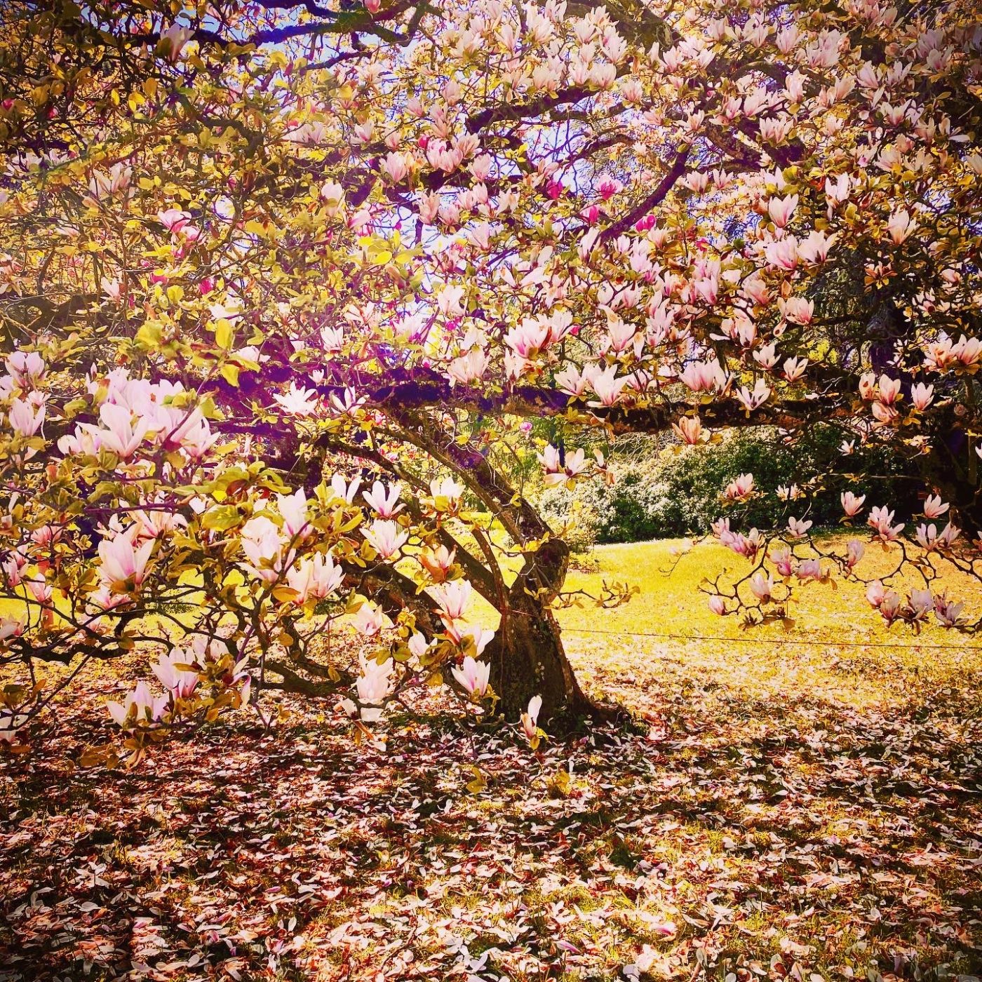 Le jardin botanique de Genève