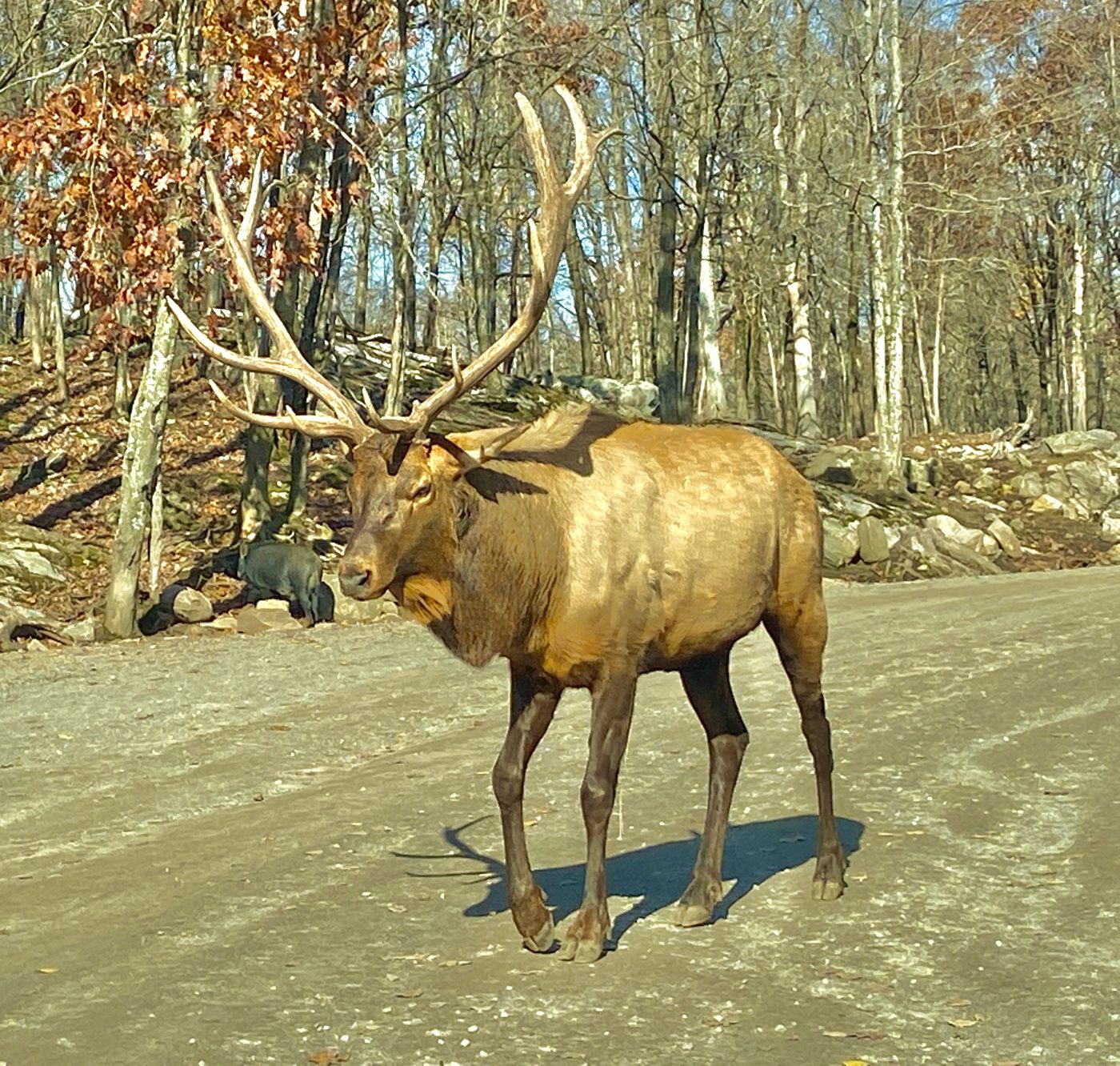 Nourrir des cervidés au parc Omega au Québec